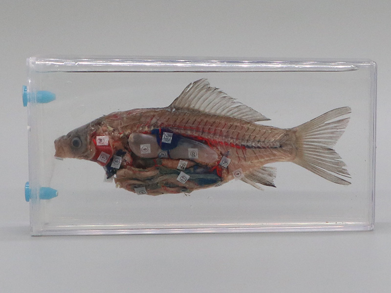 魚解剖浸制標(biāo)本.jpg 魚解剖浸制標(biāo)本.jpg