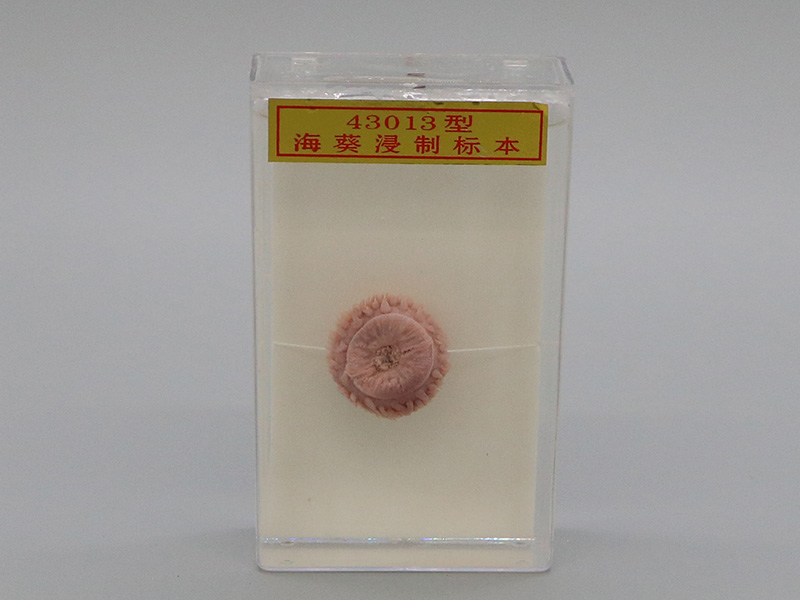 ?？茦?biāo)本1.jpg